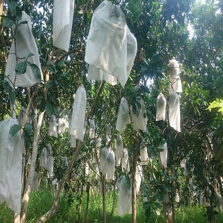 Combo 100 Túi Bọc Bưởi 30x30cm