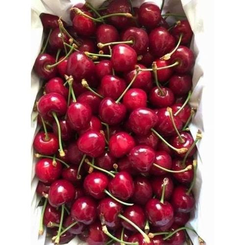 CÂY GIỐNG CHERRY BẦU NHỎ.