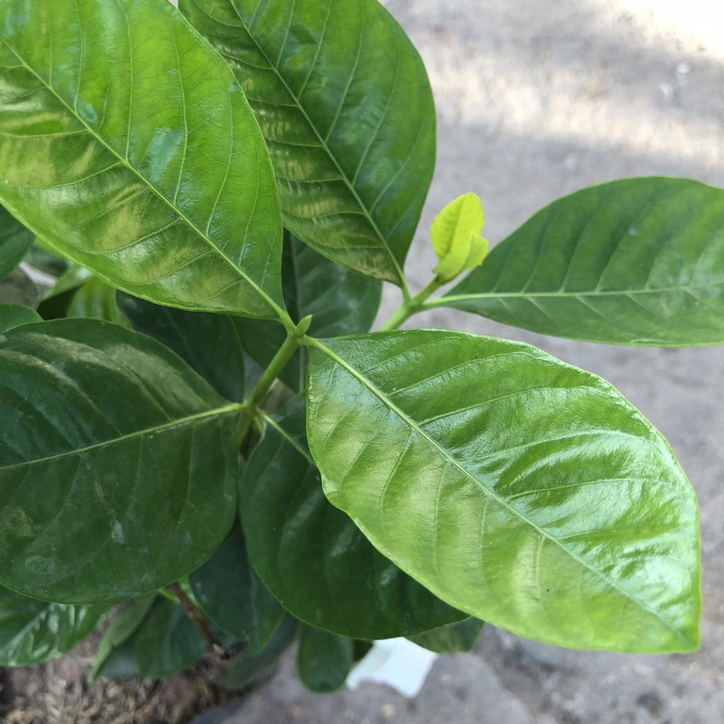 Cây hoa bạch thiên hương hoa kép, cây cao 25-30cm nhiều nhánh sum suê tán tròn lá xanh đẹp hoa cực thơm