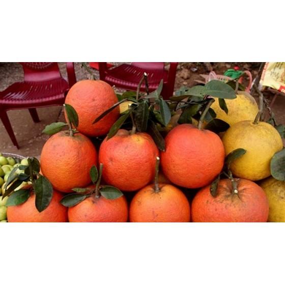 Cây giống Bưởi Đỏ Luận Văn .
