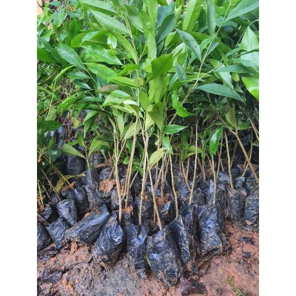 Cây giống trầm hương.gió bầu