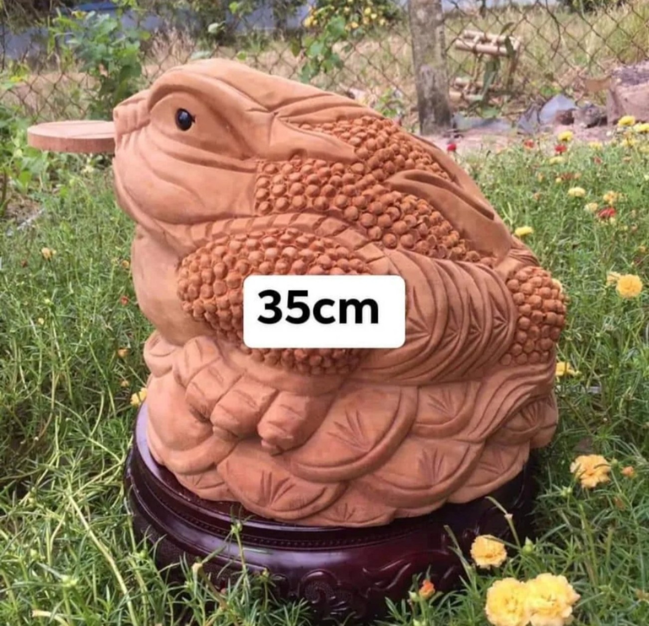 Tượng cóc ngậm tiền gỗ xá xị kích thước 10 cm