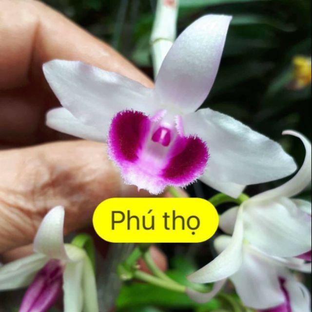Hoa phong lan phi điệp ám phú thọ cây cực đẹp