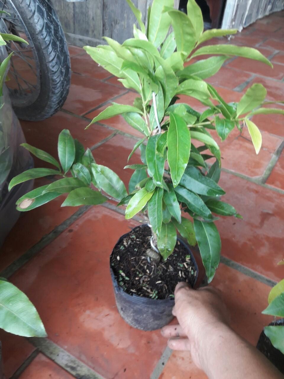 Hoa Mai Đại Lộc _cây chơi tết cao từ 60-80cm cây đẹp chuẩn giống