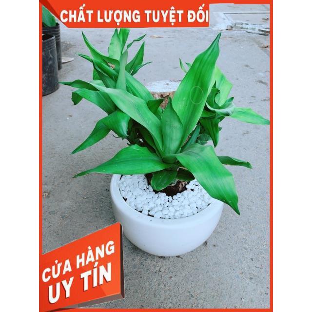 Chậu Cây Phát Tài