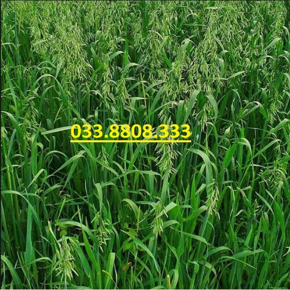 Hạt Giống Cỏ Yến Mạch 1kg – Hạt Giống Cỏ Chăn Nuôi Chịu Lạnh Tốt - Chăn Nuôi Gia Súc Lớn và có thể dùng nuôi mèo