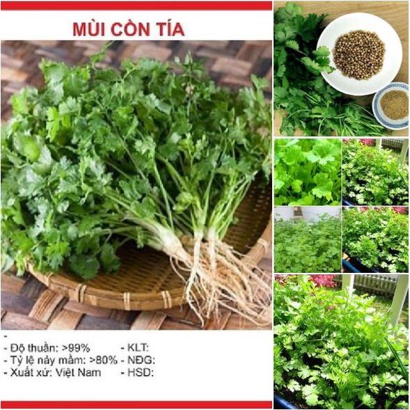 Hạt Giống Ngò Bạc Liêu  - Gói 1Kg