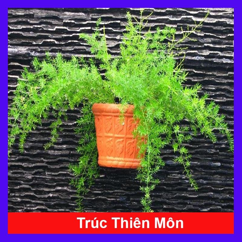 Cây Thiên Môn Đông - cây Trúc Thiên Môn sum suê + tặng kèm phân bón cho cây