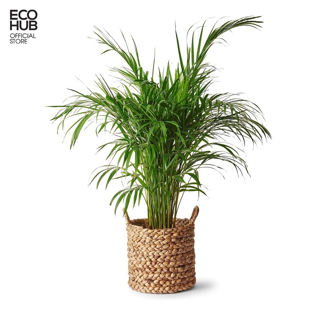 Giỏ lục bình tròn trồng cây / Decor / Đựng đồ Có tay cầm, | EH038