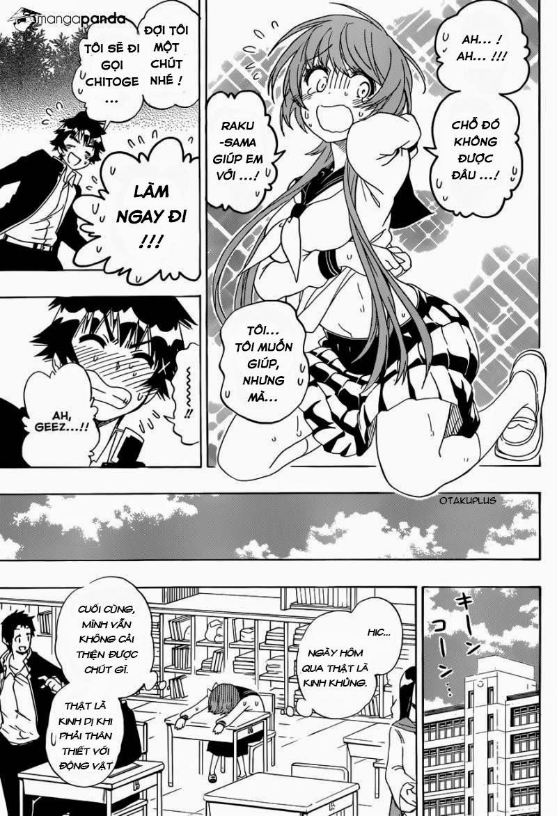 nisekoi - tình yêu giả tạo chapter 142 17