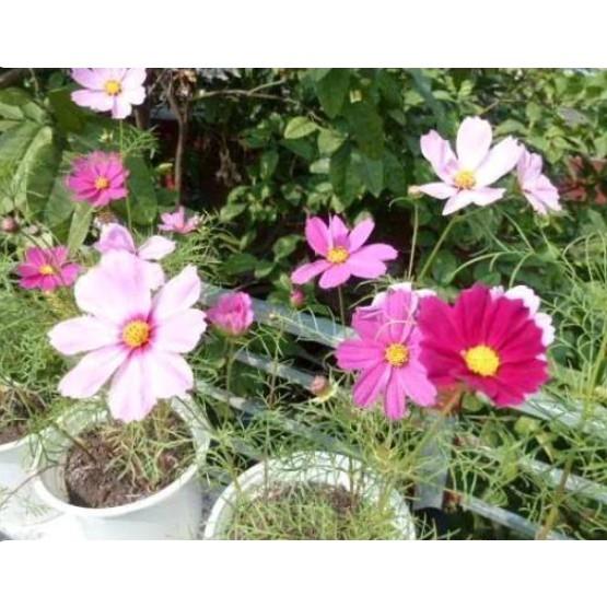 100hạt giống hoa sao nháy mix nhiều màu