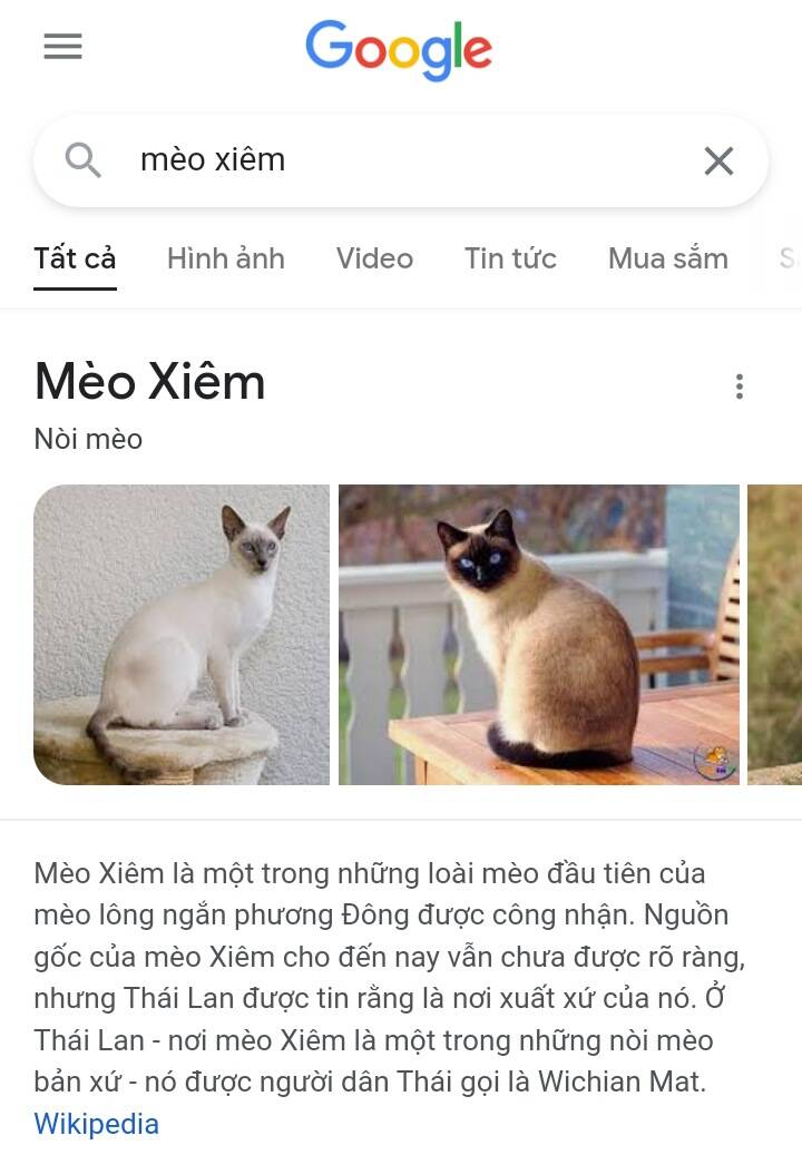 chú mèo kỳ diệu kyuu-chan chapter 765 4