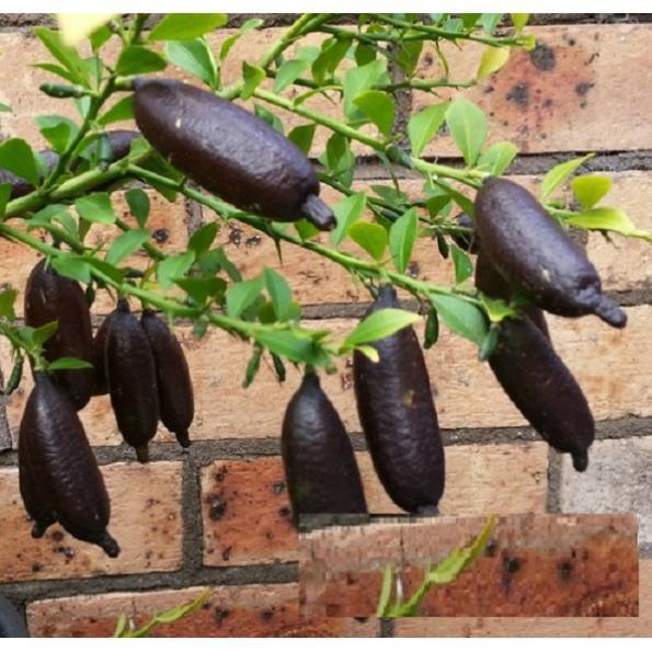 Cây CHANH NGÓN TAY THÁI LAN - cây to khỏe bầu lớn, năng suất cao, siêu sai quả