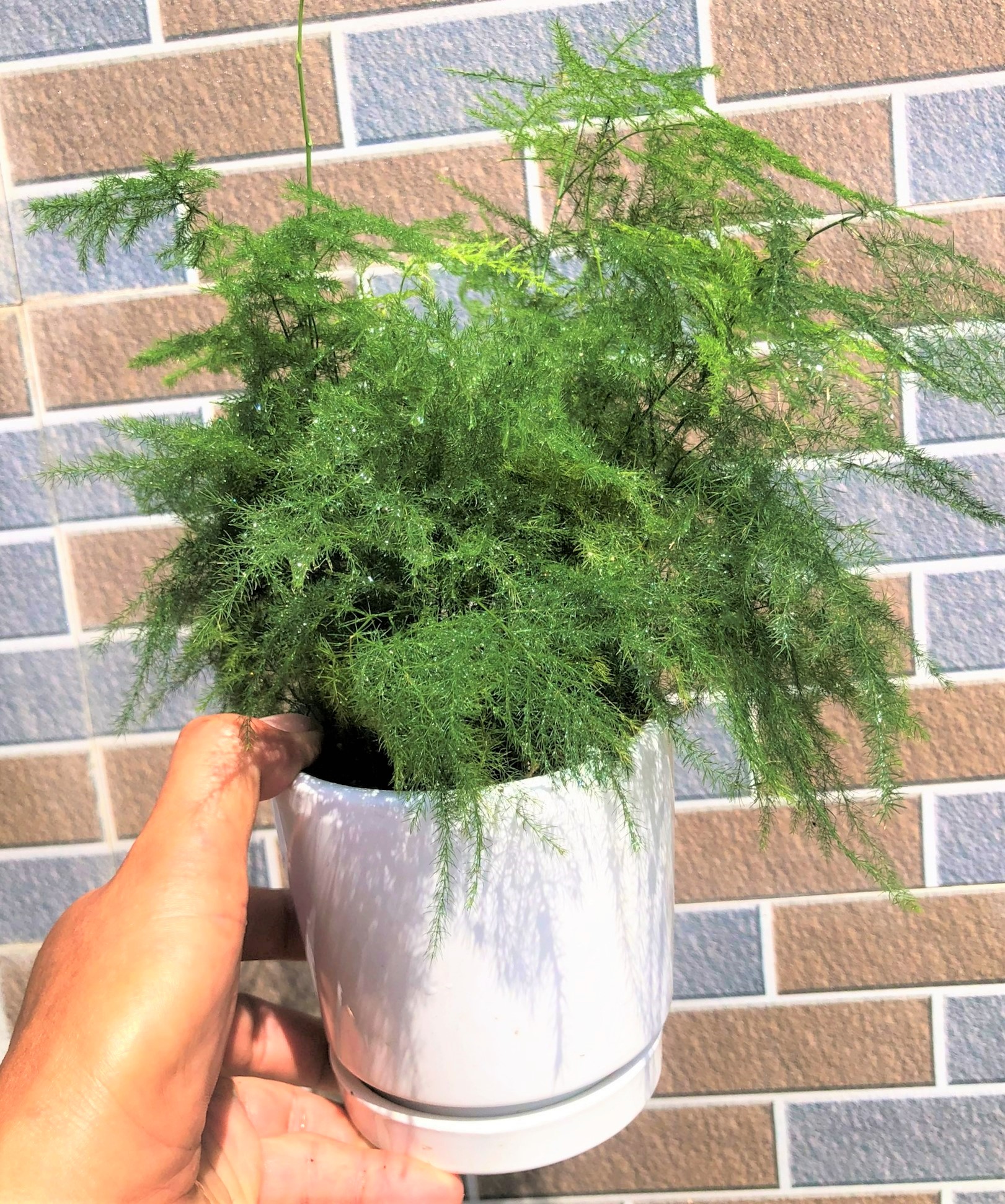 Chậu sứ cây Thủy Tùng trang trí nhà cửa