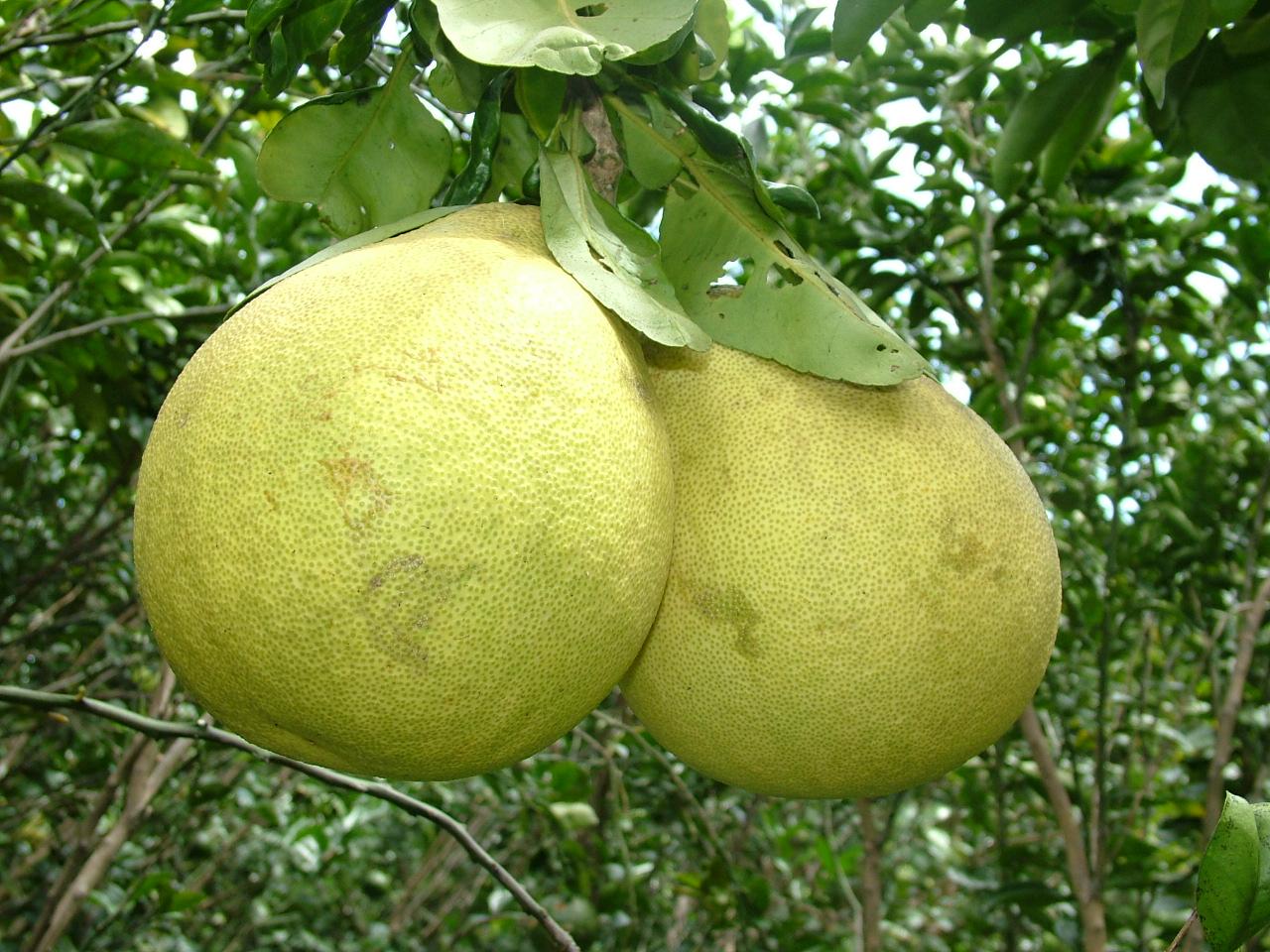 Cây BƯỞI ĐOAN HÙNG