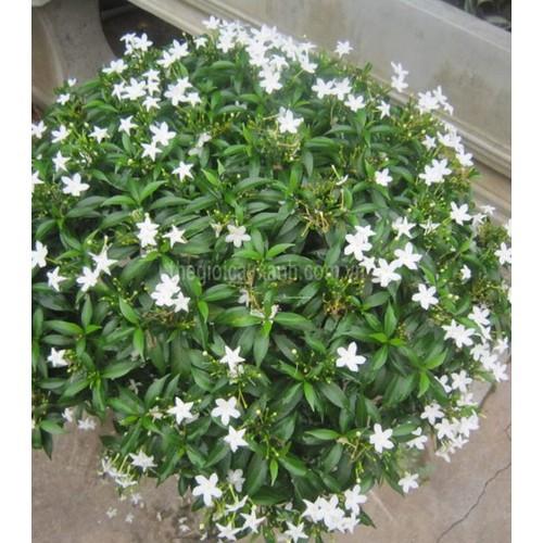 3 BẦU CÂY GIỐNG MAI VẠN PHÚC cmvp