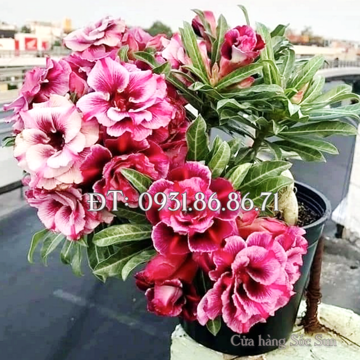 Hạt giống hoa sứ kép Thái Lan màu hồng cánh xoăn – Bịch 10 hạt – Mã số 1751