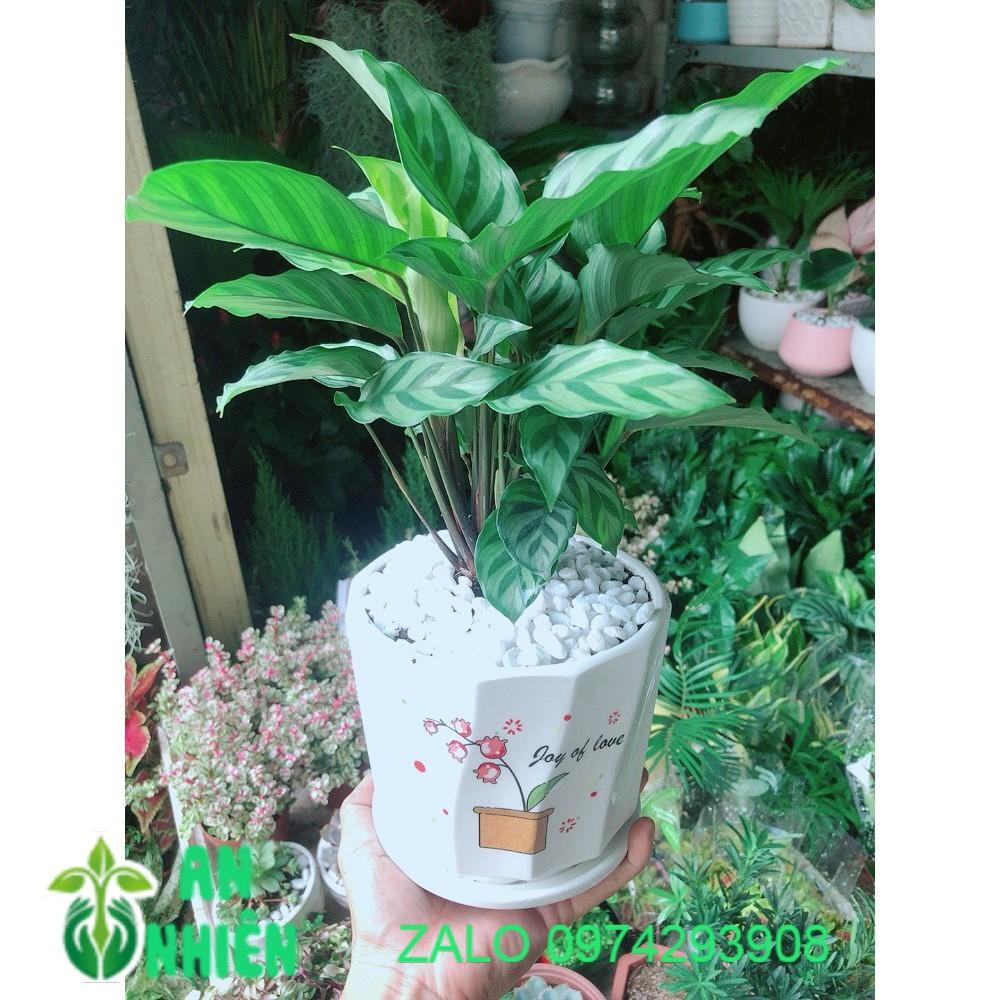 Chậu Cây Hồng Môn