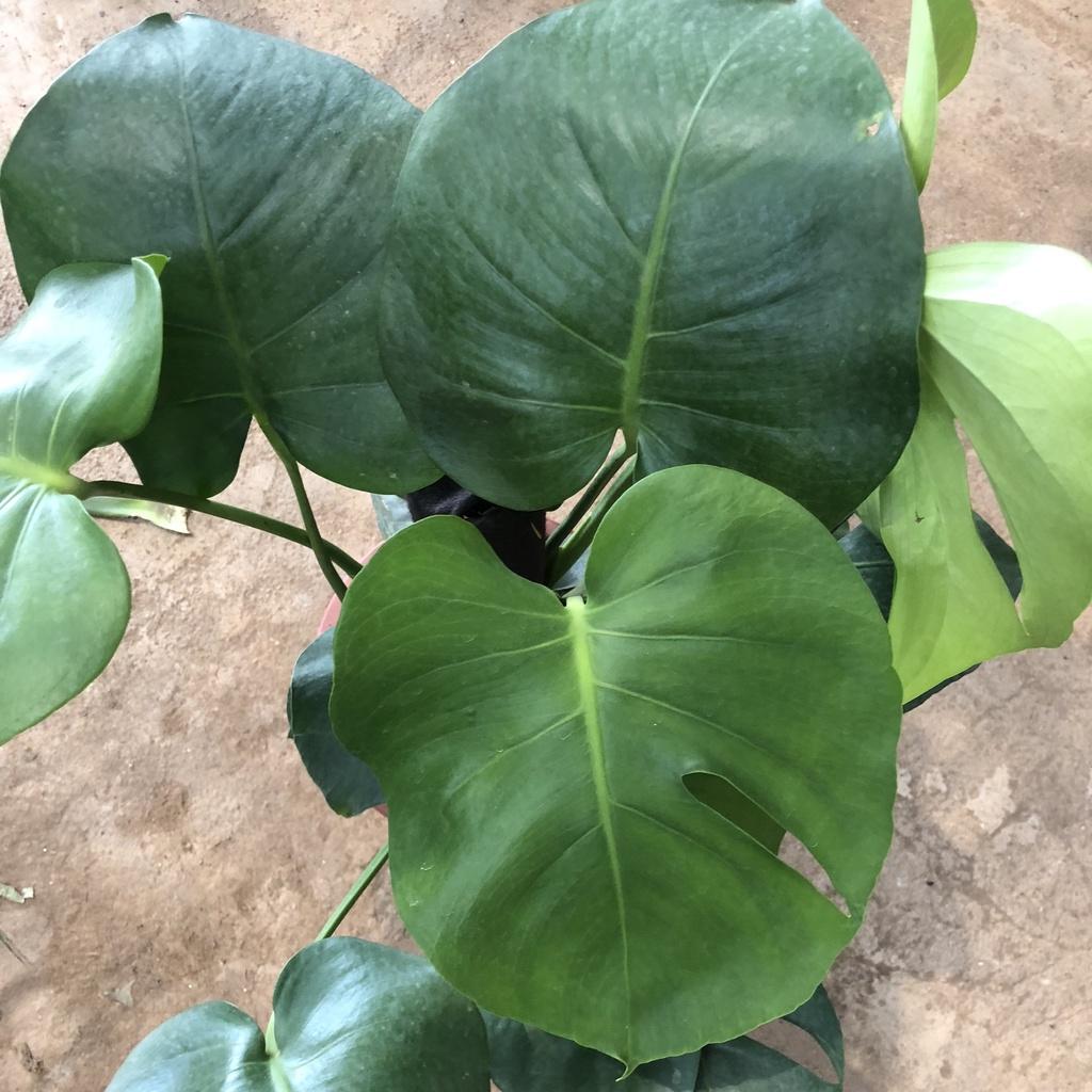 Cây trầu bà Monstera size to, Chiều cao 50cm lá rách bắt mắt gốc to chắc khỏe dễ chăm sóc thích hợp trang trí nội thất