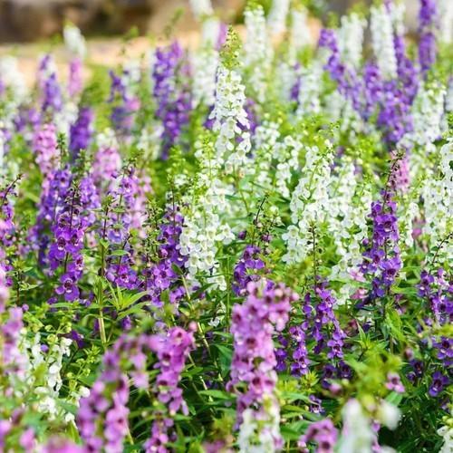 CHẬU HOA VIOLET NHẬT ( HOA NGỌC HÂN , HOA SINGUM ) ĐỦ MÀU, HOA QUANH NĂM SIÊU ĐẸP