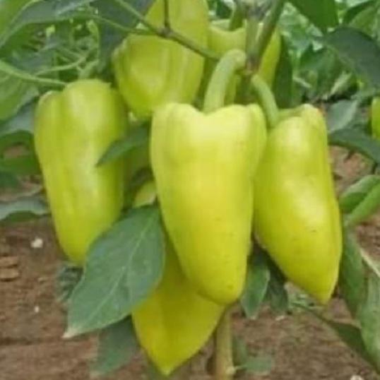 Hạt giống ớt đùi gà Thái Lan ,hạt giống chuẩn f1-gói 0,5 gram