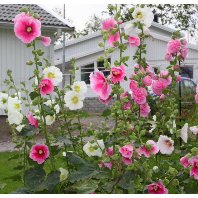 20hạt hoa mãn đình hồng cánh đơn nhiều màu