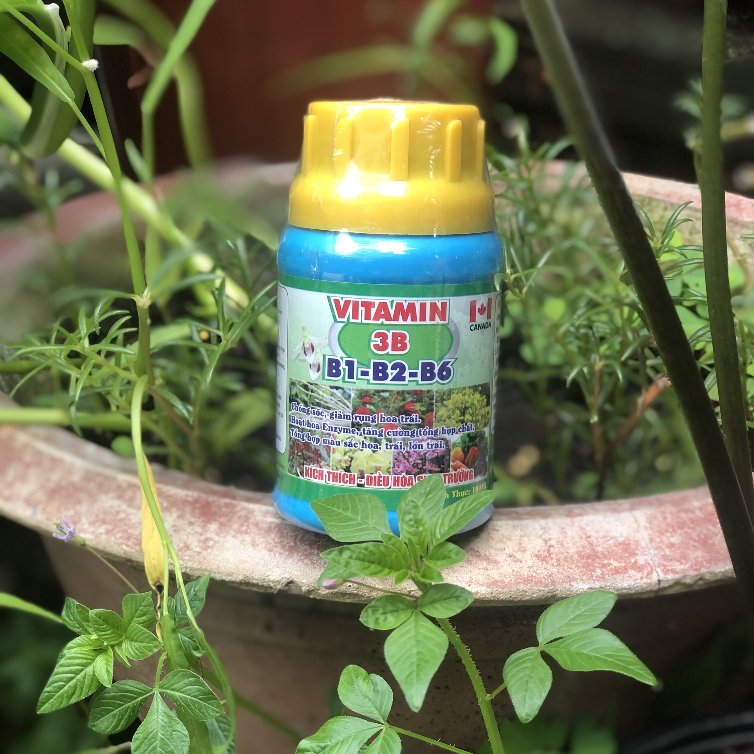 Vitamin 3B Chống sốc, giải độc, điều hòa sinh trưởng cho Lan và cây cảnh 100ml