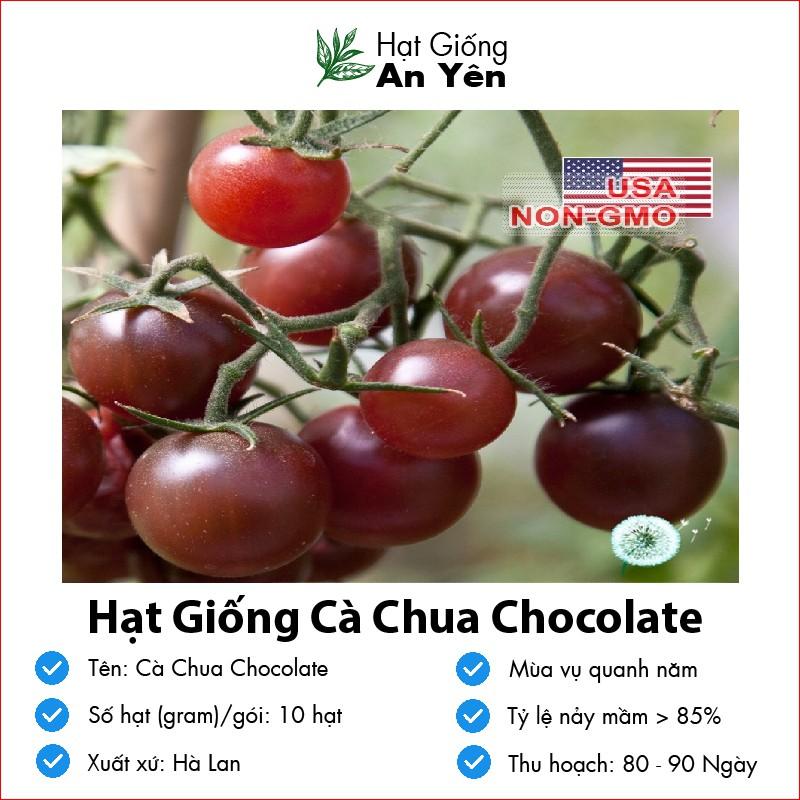 Hạt giống Cà Chua Chocolate thu hoạch sớm, dễ trồng, nảy mầm cao, sinh trưởng khoẻ