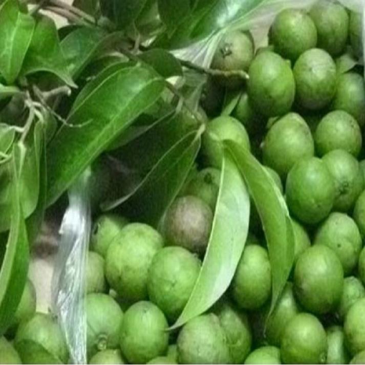 CÂY GIỐNG SẤU CHÙM, SẤU ĂN QỦA SIÊU NGON SIÊU QUẢ DÒNG QUẢ SỚM