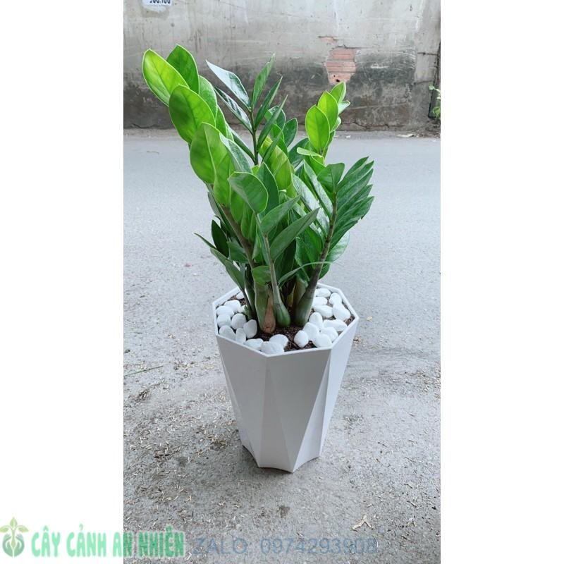 Chậu Cây Kim Phát Tài