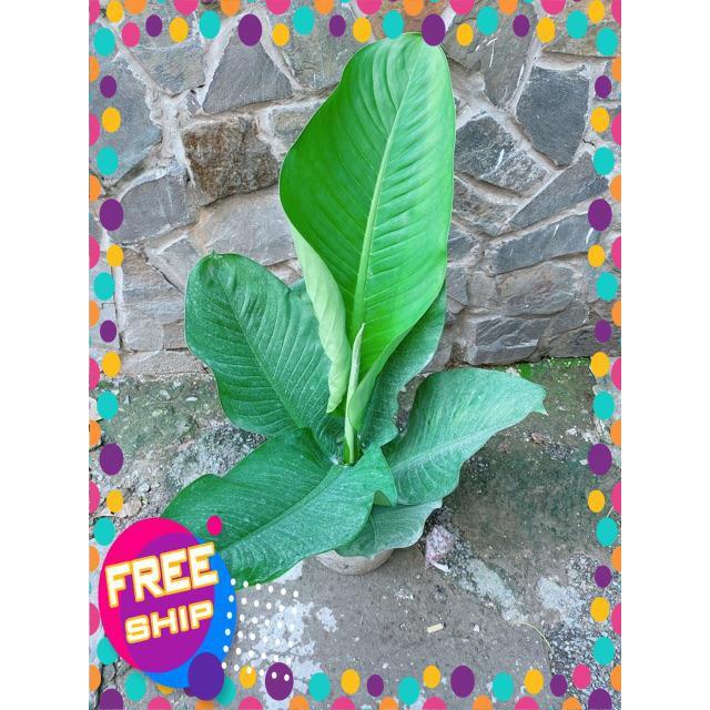 Cây Đại Phú Gia