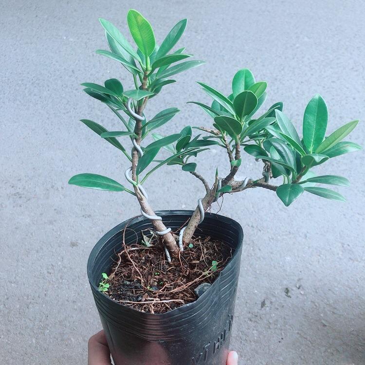 Cây Da Nhật Bonsai