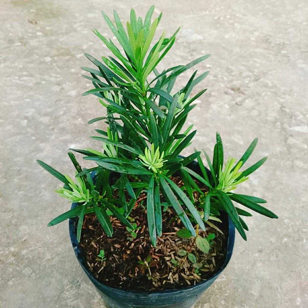 Vạn Niên Tùng - Cây Tùng La Hán