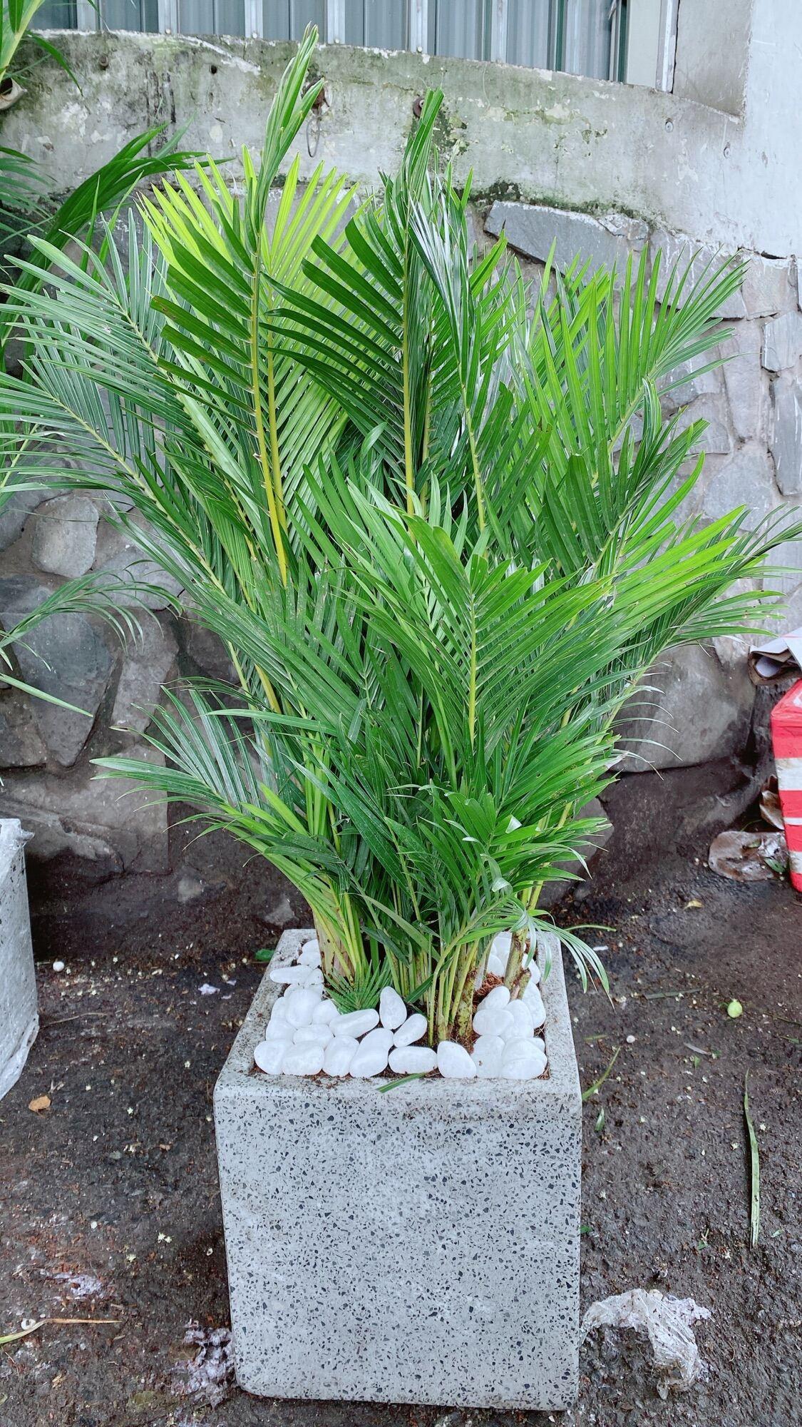 Chậu Cây Cau Kiểng 1m Hàng Đẹp