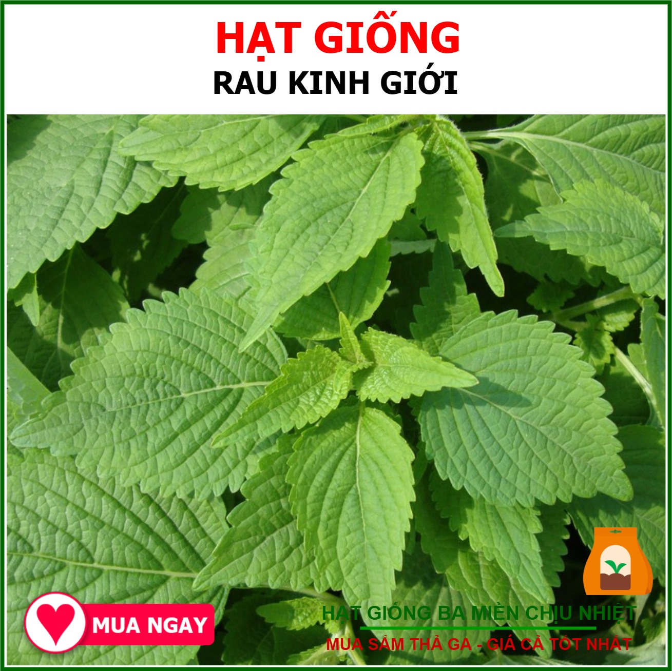 Hạt Giống Rau Kinh Giới Sen Vàng Gói 1gram