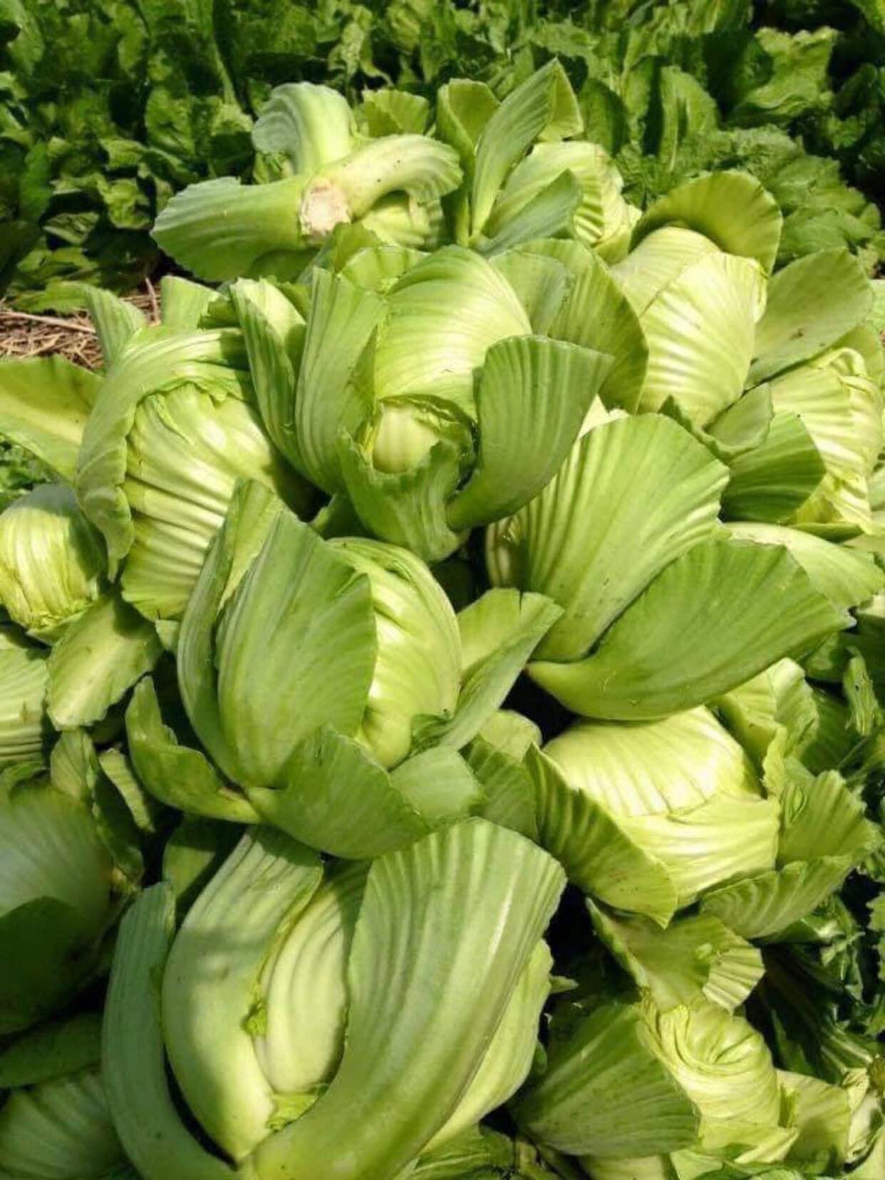 Hạt Giống Cải Bẹ Dưa Phú Nông Gói 20gr