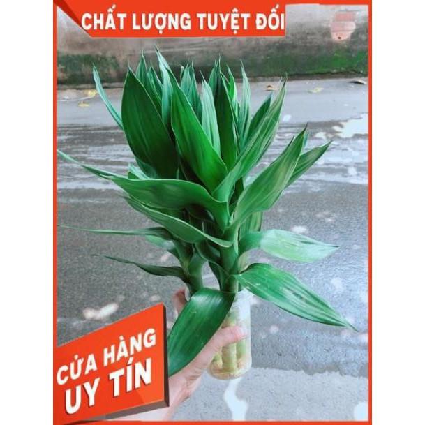 Phát Tài Búp Sen