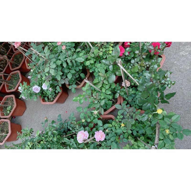 Hoa Hồng Hàng Đẹp 60-80cm