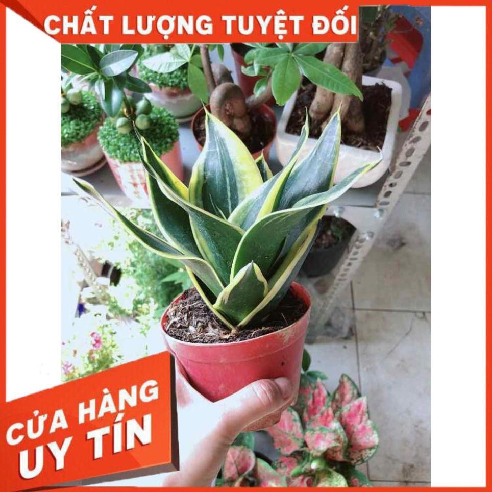 Lưỡi hổ thái Nhiều Người Mua