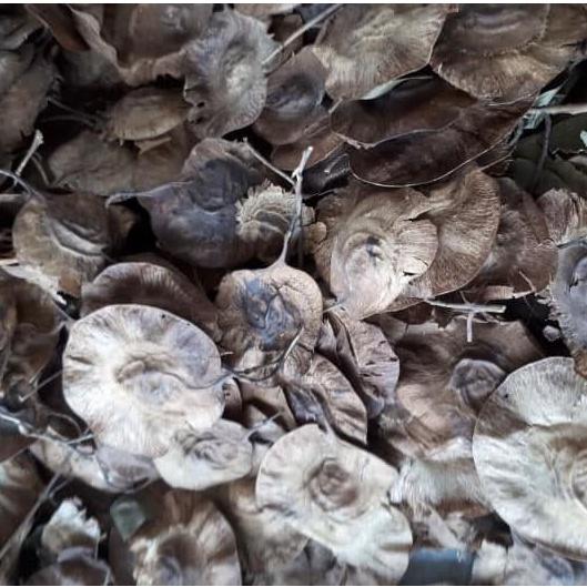 200 gram hạt giống cây dáng hương