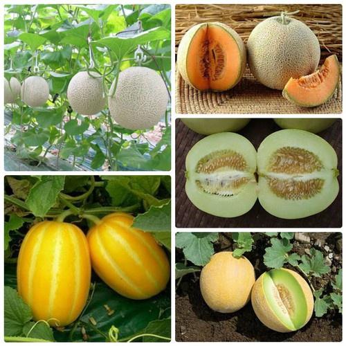 Combo 5 gói hạt giống dưa các loại dễ trồng-gói 10 hạt - tặng 1 phân bón lót