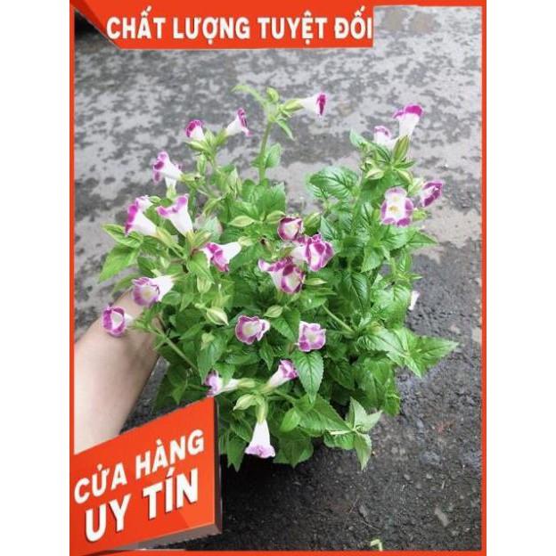 Chậu Hoa Ban Sê