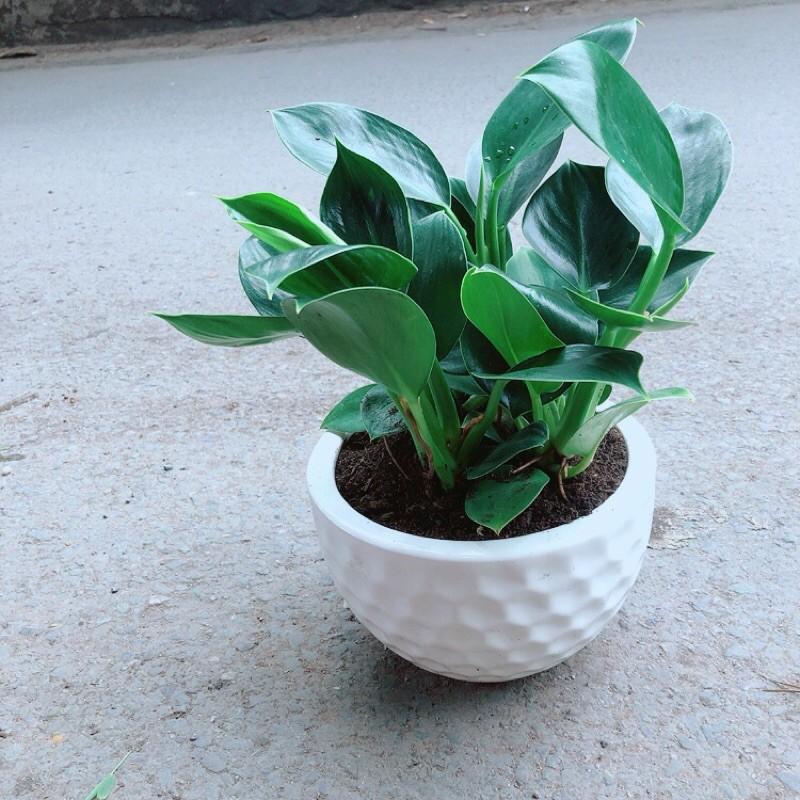 Chậu Cây Trầu Bà Đế Vương