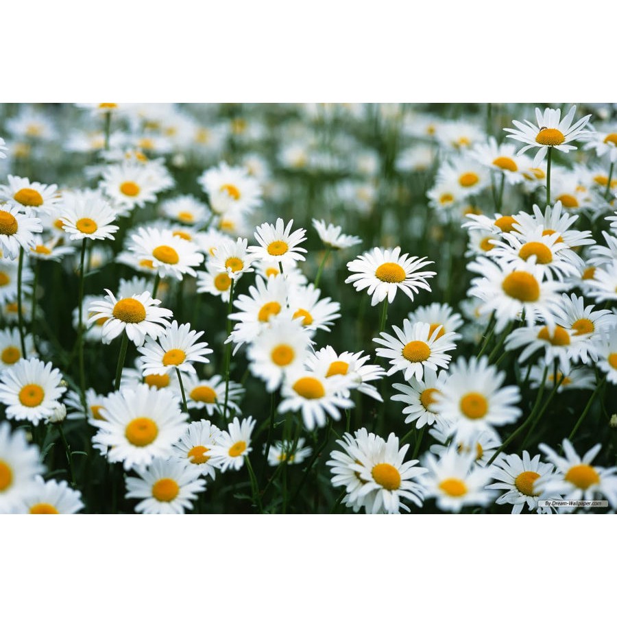 Bộ 10 gói Hạt giống hoa  cúc chi trắng