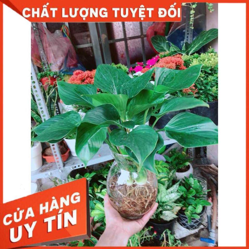 Chậu cây thanh tâm thuỷ sinh Nhiều Người Mua