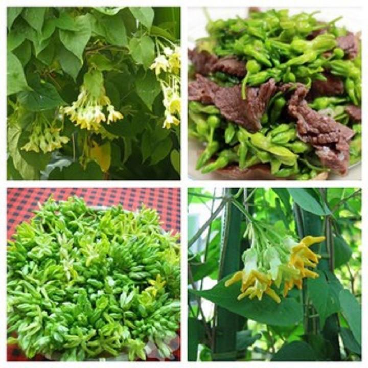 Chậu cây giống hoa thiên lý