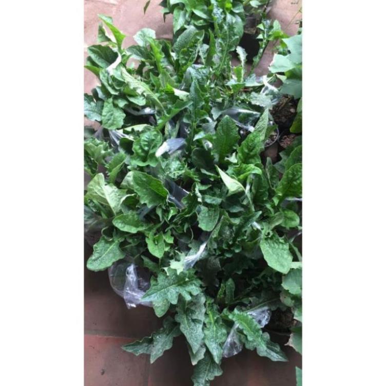 Hoa đồng tiền khóm to sẵn nụ