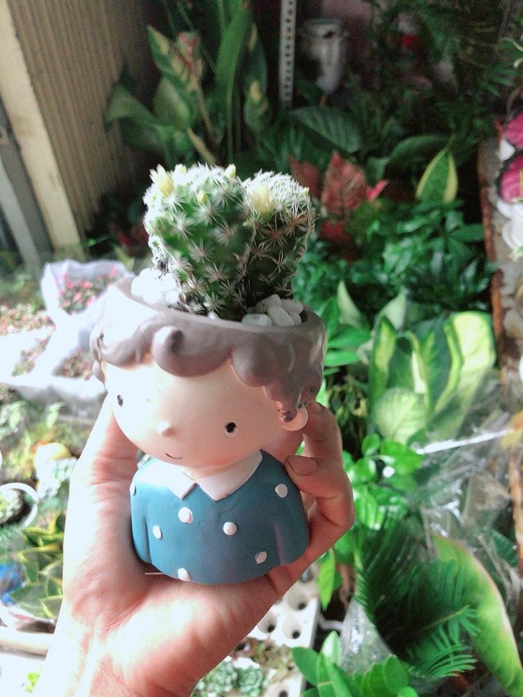 Chậu Xương Rồng Trứng Chim