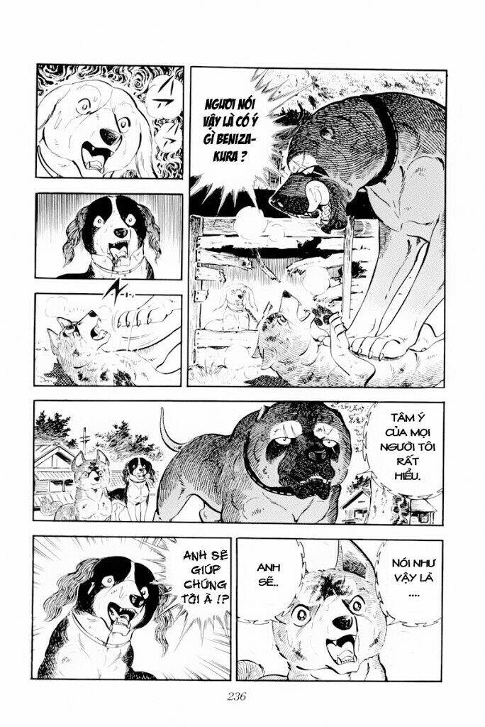 chú chó có nghĩa - ginga nagareboshi gin chapter 29.2 23