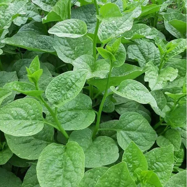 02 chai Phân Hữu Cơ chai Quế Lâm KH 03 SUPER HUMIC, Ra Rễ Cực Mạnh - Phát Đọt - Đâm Chồi - Mập Cây - Lá Xanh - Bóng Mượt